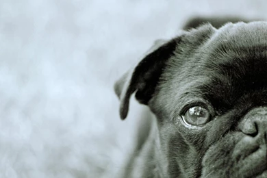 Pug Inspirational Quotes. QuotesGram