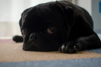 Black Pug Puppy Sad Lying On The Floor Wallpapers And Images ...