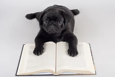 Black Pug Reading A Book Desktop Wallpapers