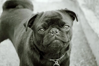 Pug Puppies Wallpapers White 24 Desktop Backgrounds   Hivewallpaper.com