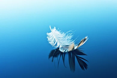Feather On Blue Surface Wallpapers For Sony Xperia Tablet Z