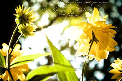 Free Happy Days Wallpapers