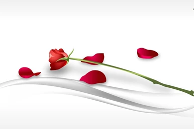 Red Rose Wallpapers   Flower Wallpapers