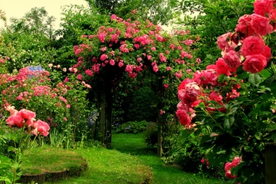Flower Garden: Rose Garden Wallpapers Hd Wallpapers Wide, 32 ...