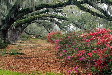 Azaleas And Live Oaks Magnolia Plantation Free Desktop Backgrounds ...