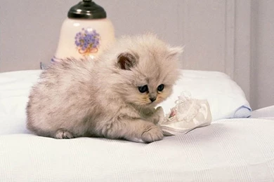 Wallpapers Pictures: Cute Wallpapers