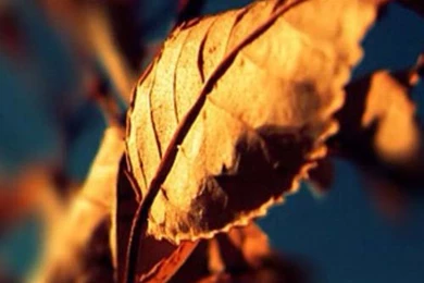 40 Best iPhone 5 Wallpapers And Backgrounds