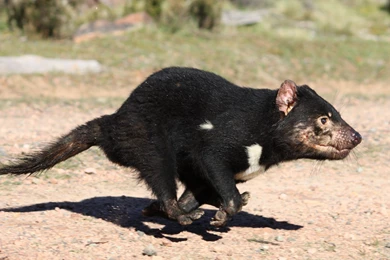 7 Tasmanian Devil HD Wallpapers