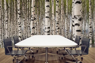 Birch Tree Wall Mural, Sticker Or Painted Mural   Wallpapers Mural ...