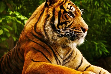Tiger hd wallpaper 0400.jpg