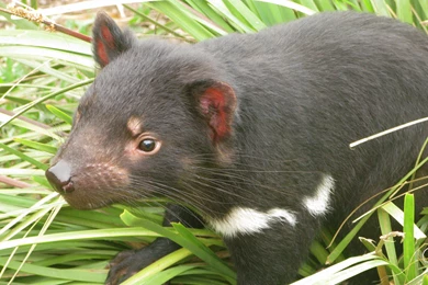 Download Wallpapers 3840x2400 Tasmanian Devil, Grass, Food, Walk ...