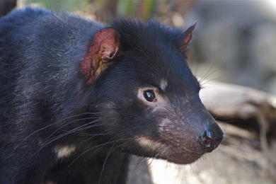 Tasmanian Devil Nose Hair Color Animal