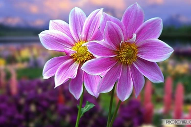 Computer Screen Backgrounds 5 Items