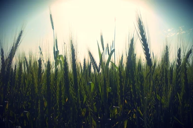 Hipster Wallpapers Phone @273 ~ Wallove