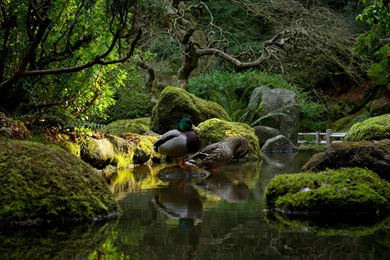 Japanese Garden Backgrounds 22