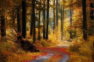Amazing Autumn Landscape 1920 X 1080 Wallpapers