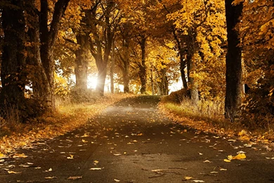 Fall Wallpapers Pictures G7Q » WALLPAPERUN.COM