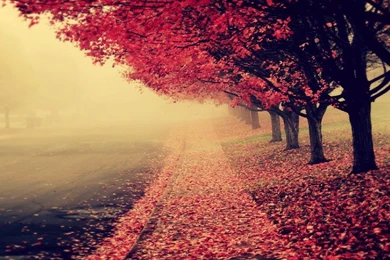Beautiful Autumn Wallpapers 2   Seasonal   Crazy Frankenstein