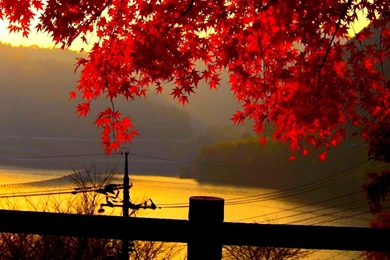 Fall Widescreen Beautiful Desktop Backgrounds HD Wallpapers ...