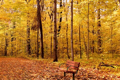 Autumn Free Wallpapers   Beautiful Autumn Wallpapers   HD ...