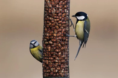 Blue Tits On Feeder   Bird Wallpapers