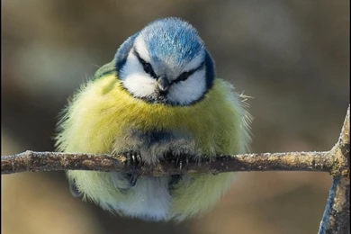Blue Tit, Cyanistes Caeruleus   Pixdaus