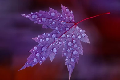 Wallpapers HD Water Drops On Purple Leaf   HD Wallpapers Expert