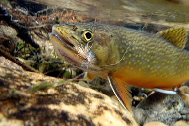 Trout Fly Fishing Wallpapers Awesome Fly Fishing Widescreen High ...