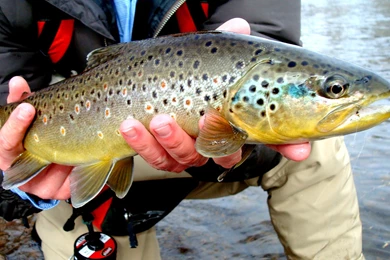 Best Fly Fishing Pictures (27)