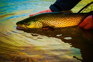 Lake Run Browns   Here They Come!