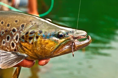 Patagonia Argentina Fly Fishing Experience At Tres Valles Lodge »