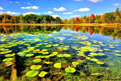 Download Bass Fish Wallpapers NY27 > Mlebu