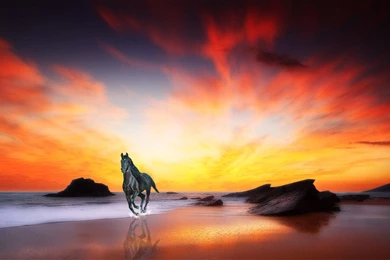 Horse At Sunrise >> HD Wallpaper, Get It Now!