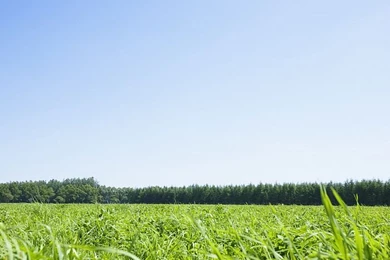 Tranquil Grassland Scenery Wallpapers   Grassland And Blue Sky ...