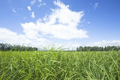 Vast Grassland   Field Of Grass And Blue Sky Wallpapers 3   Wallcoo.net