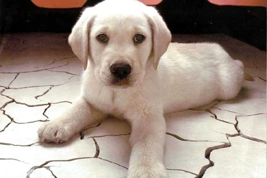 Cute Dogs And Puppies Wallpapers For Mobile 1024x768 Iwallhd   Resimkoy