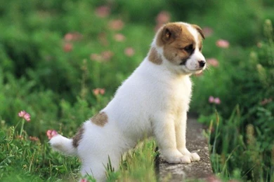 Cute Puppies HD Wallpapers Download   HD Wallpapers Online Free