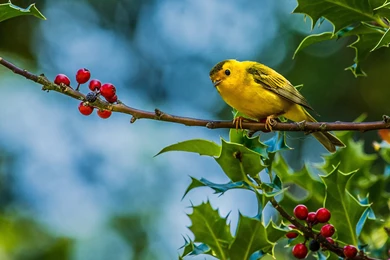 Cute Birds Wallpapers Free Download
