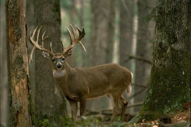 LegendaryWhitetails. Drop Tine Buck