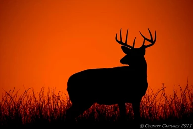 Country Captures: Appreciating Whitetail Beauty