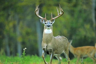 Whitetail Deer Wallpapers   Bing Images