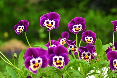 Hd Nature Wallpapers, Landscape, Flowers, Field, Nature Backgrounds ...