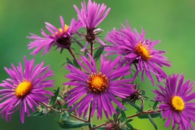 Wallpapers Flowers Nature   Wallpapers HD Base