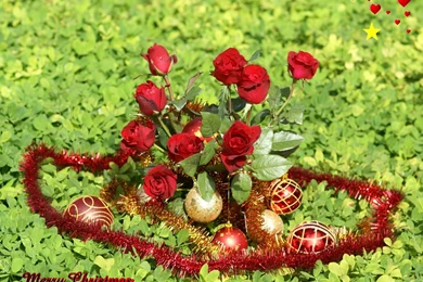 Photos Of Nature And Flowers   All Wallpapers New