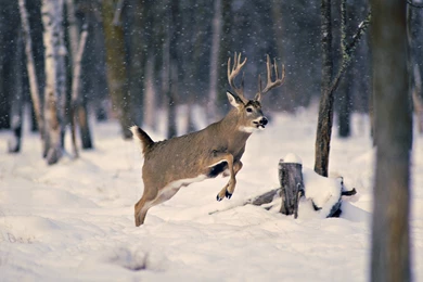 Deer Hunting Games Desktop Wallpapers Download Deer Hunting Games ...