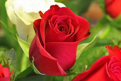 Nature flowers spring season roses hd wallpaper.jpg