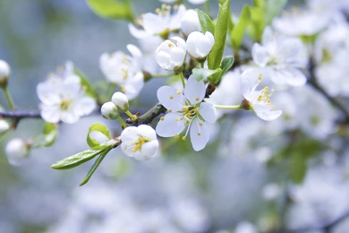 Nature Pictures Flowers   Wallpapers HD Base