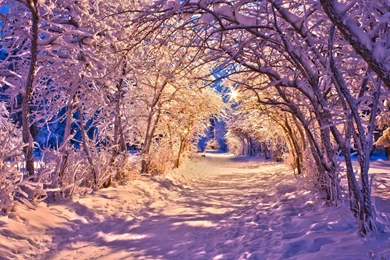 Winter: Winter Alley Coldness Light Path Trees Nature Woods ...