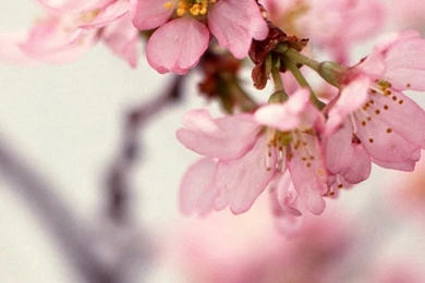 1080x1920 Blossom Beautiful Flowers Wallpapers HD