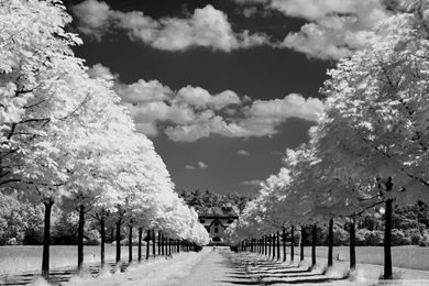 Trees_along_the_road_black_and_white wallpaper 1920x1080.jpg